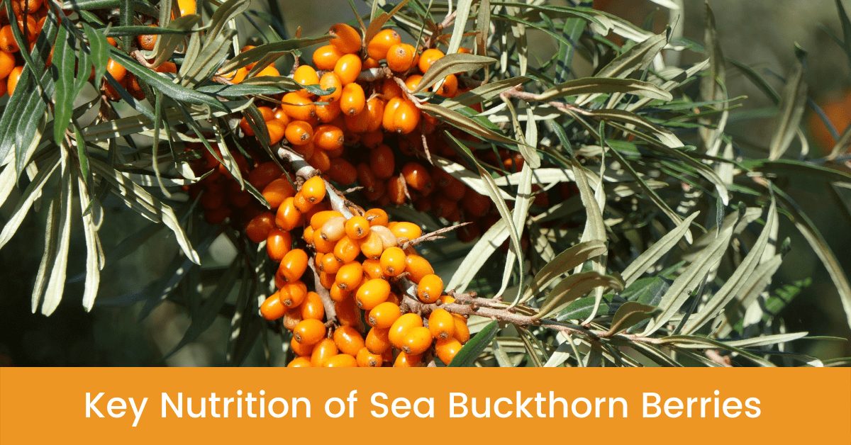 Key Nutrition of sea buckthorn berries