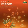 SEABUCKTHORN BERRY POWDER - Image 5