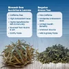 SEA BUCKTHORN LEAVES - Image 7